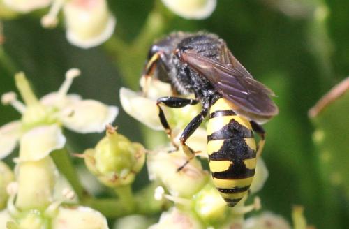 Réf. 286 219 : Ectemnius fossorius